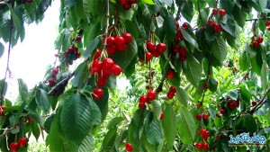 تصاویری از گیلاس شهر کیاسر تصاویری از گیلاس شهر کیاسر