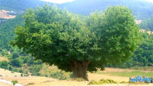 درختی زیبا با شکلی شبیه قلب درختی زیبا با شکلی شبیه قلب