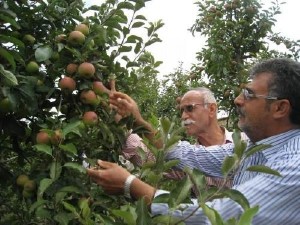 بازدید گروه فنی اداره تولیدات گیاهی از باغ سیب نمونه منطقه کیاسر بازدید گروه فنی اداره تولیدات گیاهی از باغ سیب نمونه منطقه کیاسر