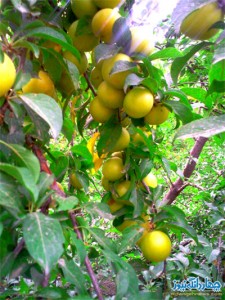تصاویری از آلوی شهر کیاسر + خواص درمانی تصاویری از آلوی شهر کیاسر + خواص درمانی