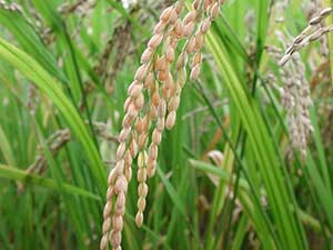 برگزاری دوره آموزشی یک روزه آفات برنج در روستای علمدارده برگزاری دوره آموزشی یک روزه آفات برنج در روستای علمدارده