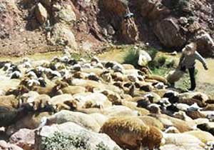مراسم سنتی گوسفند شویی در دهستان پشتکوه + تصاویر مراسم سنتی گوسفند شویی در دهستان پشتکوه + تصاویر