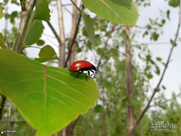 عکس طبیعت بهار ایران