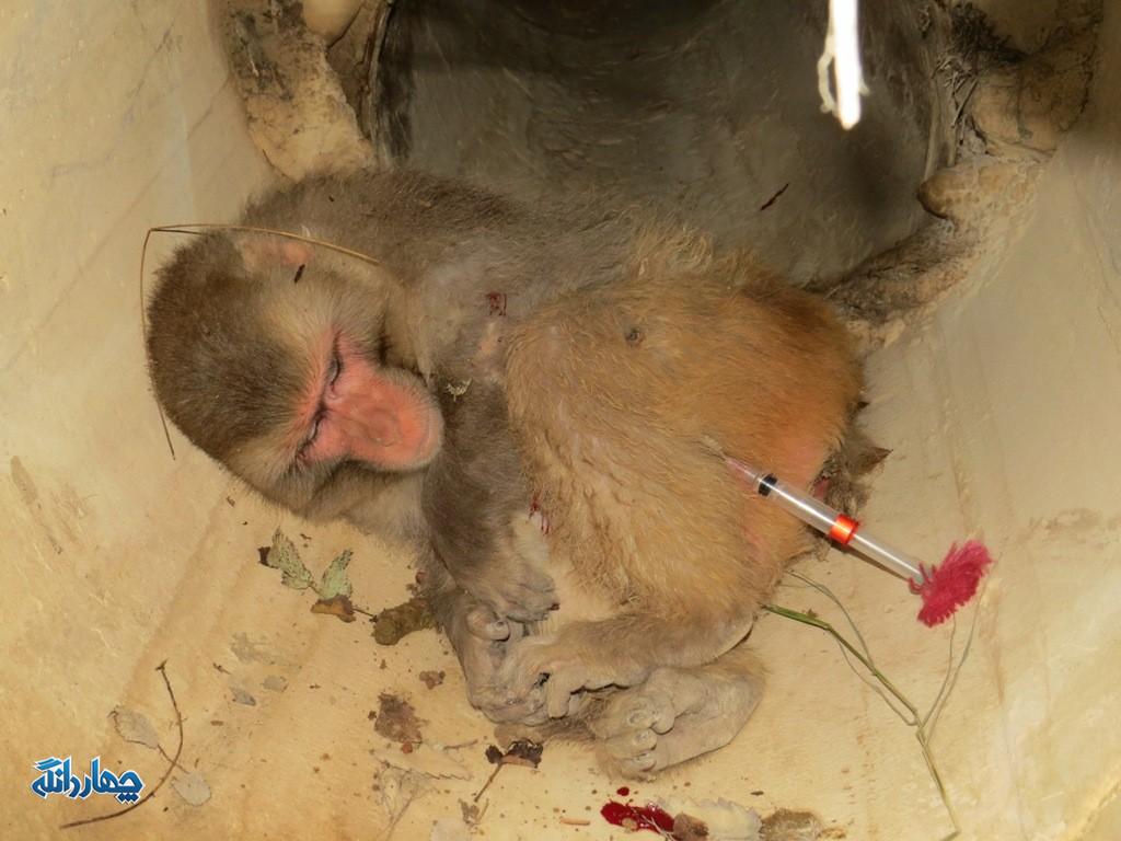 میمون۷
